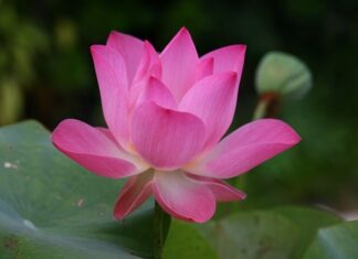 Jak się mówi po angielsku boli? Jak się mówi po angielsku boli?